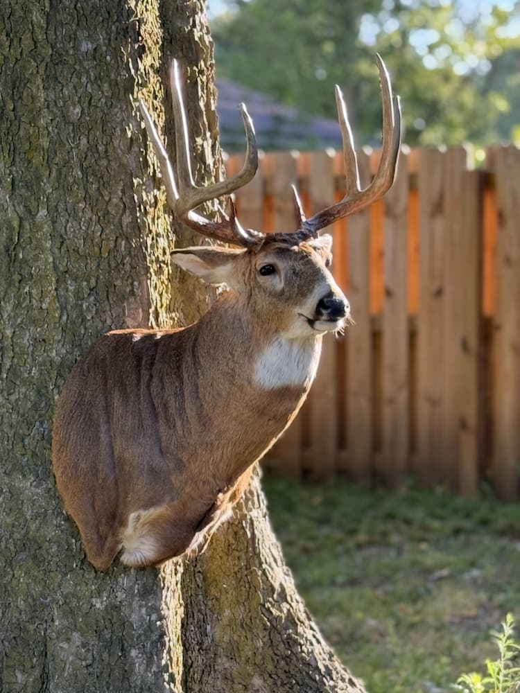 Whitetail Deer Mount by Buck Creek Taxidermy