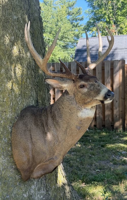 Taxidermy or tanning example 1
