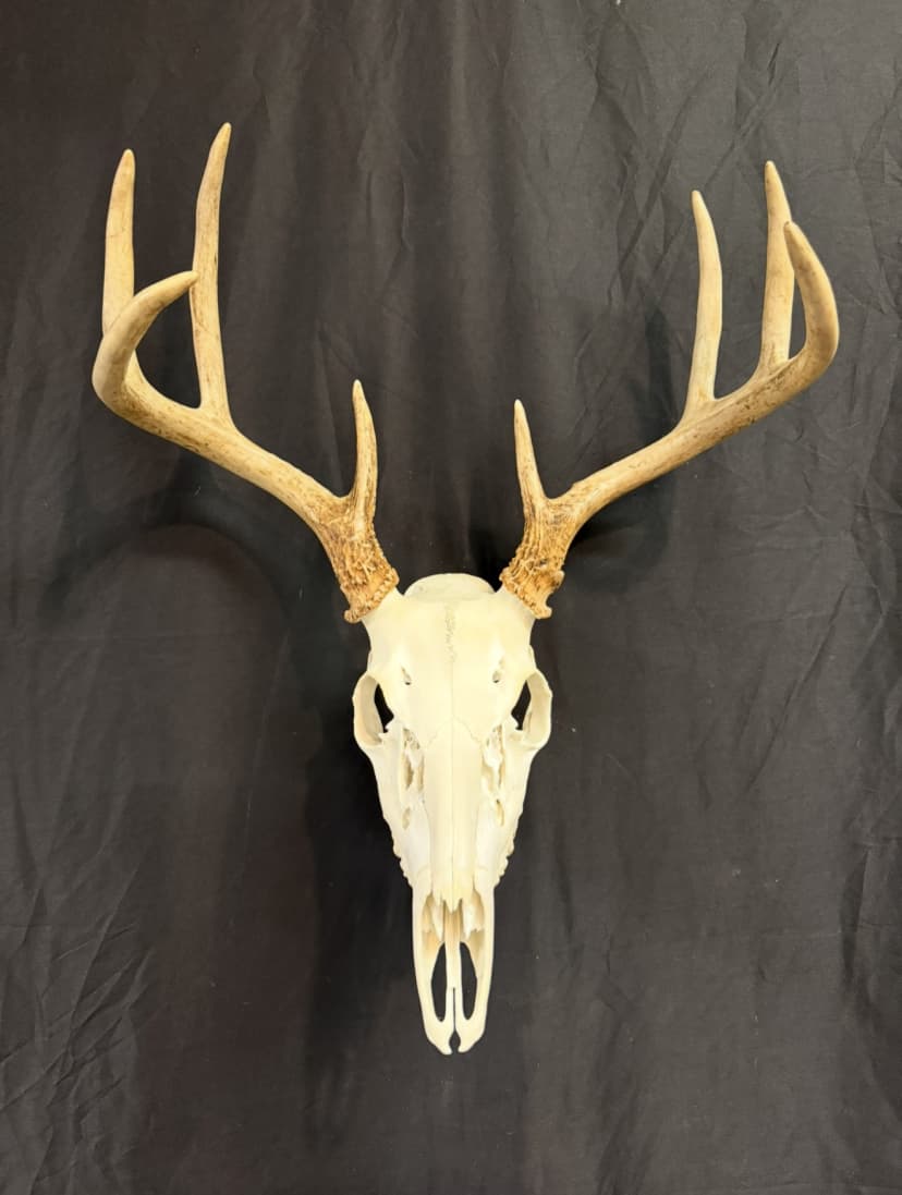 Taxidermy or tanning example 4