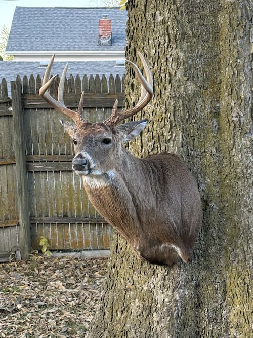 Taxidermy or tanning example 6
