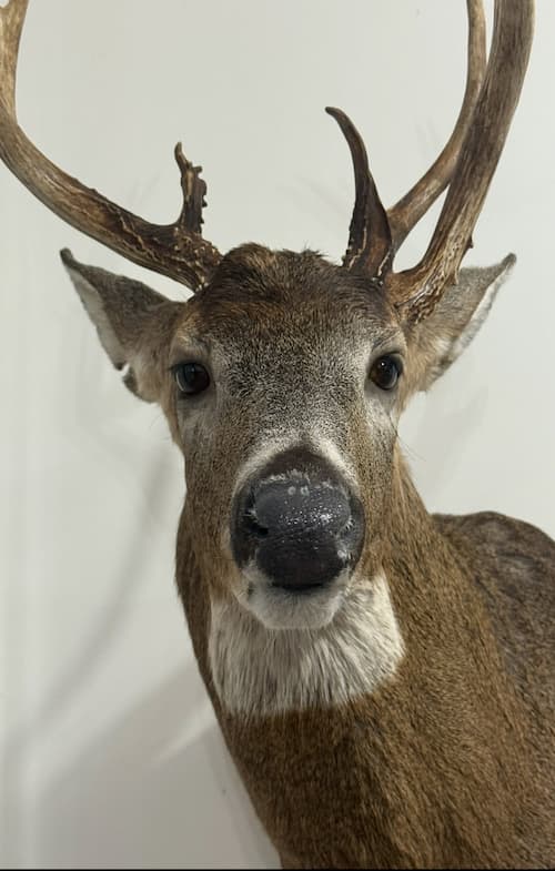 Taxidermy or tanning example 7