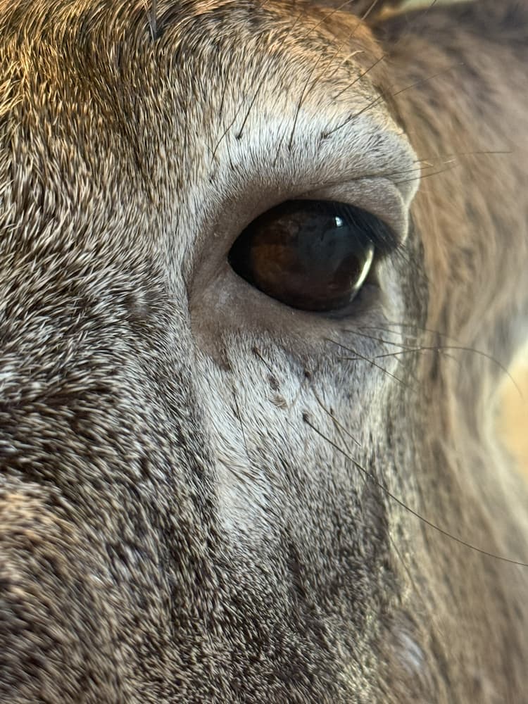 Close-up of realistic deer taxidermy eye