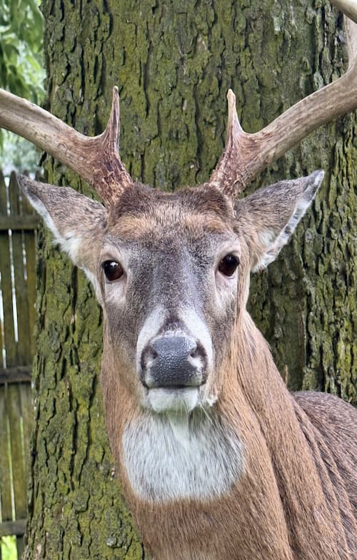 Taxidermy or tanning example 9