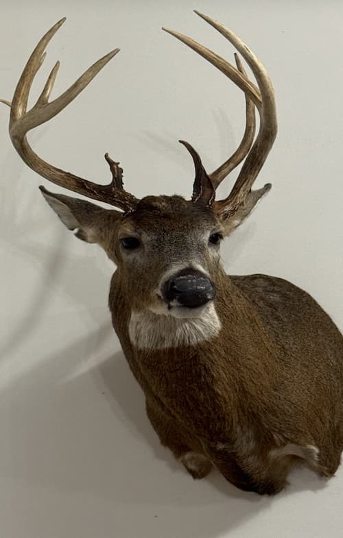 Taxidermy or tanning example 10