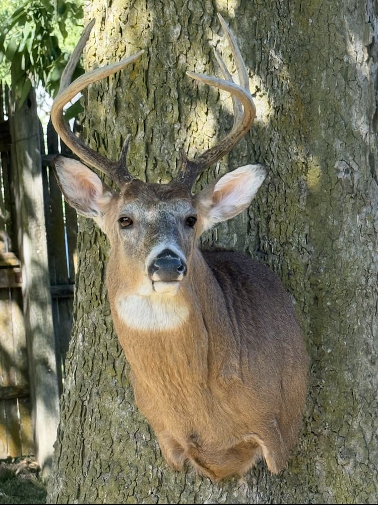 Taxidermy or tanning example 11