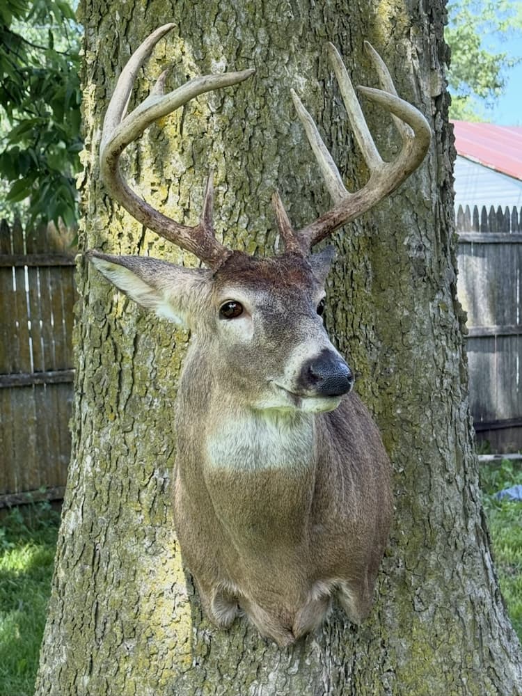 Taxidermy or tanning example 12