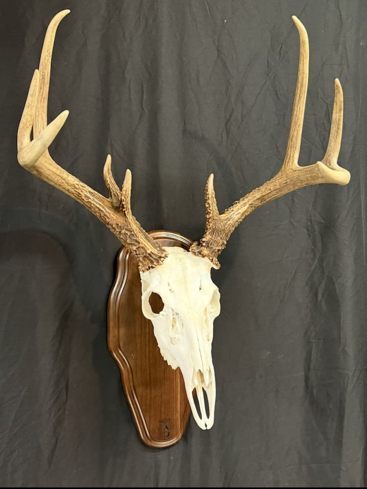 Taxidermy or tanning example 14