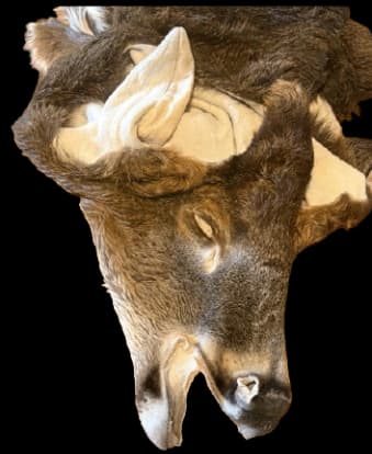 Deer Tanning Buck Creek