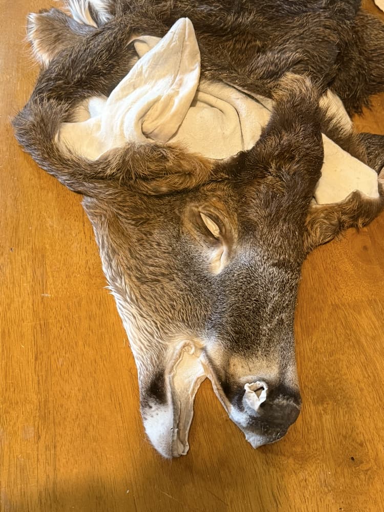 Taxidermy or tanning example 15