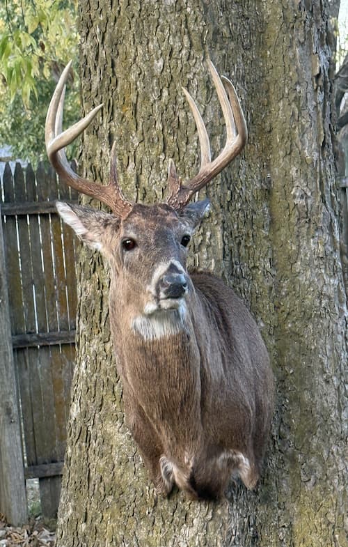 Taxidermy or tanning example 16