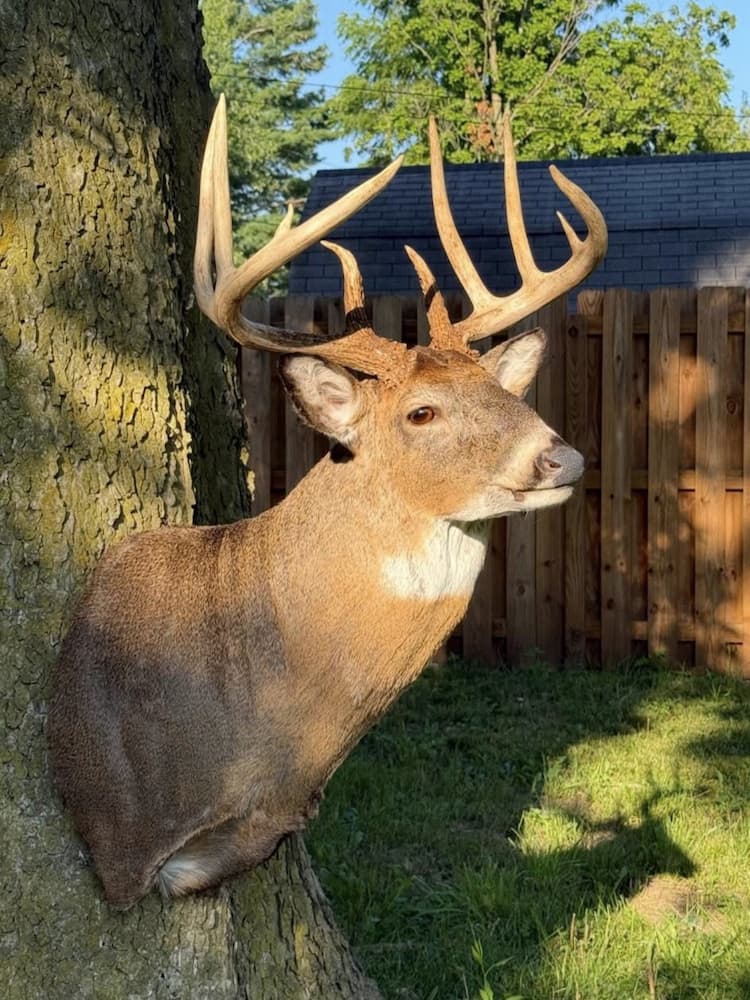 Deer shoulder mount taxidermy