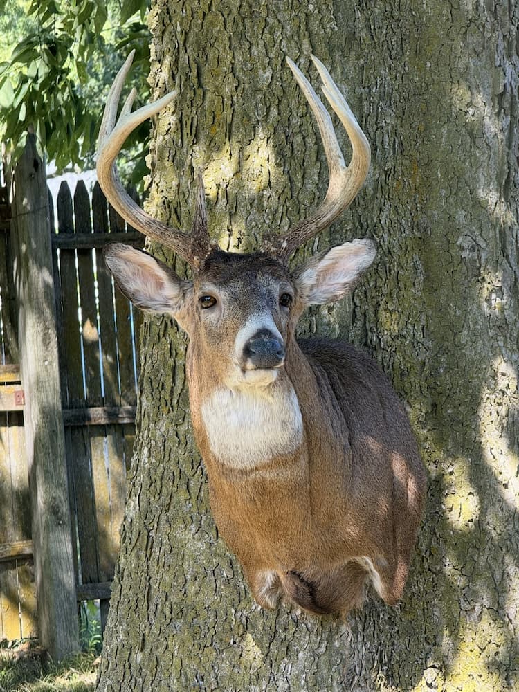 Taxidermy or tanning example 18