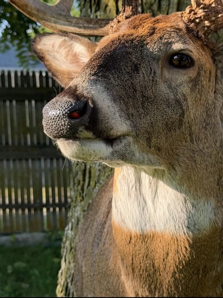 Detailed deer taxidermy close-up