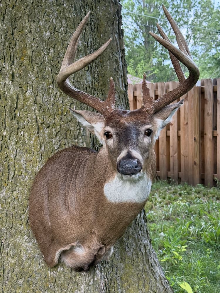 Detailed whitetail mount