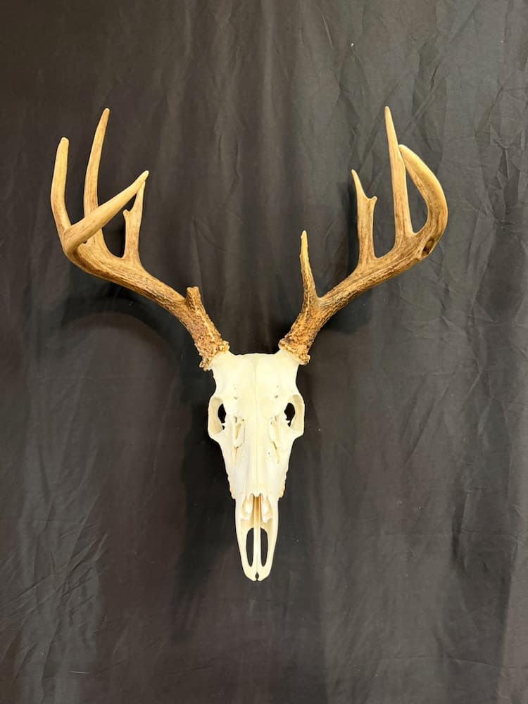 European deer mount