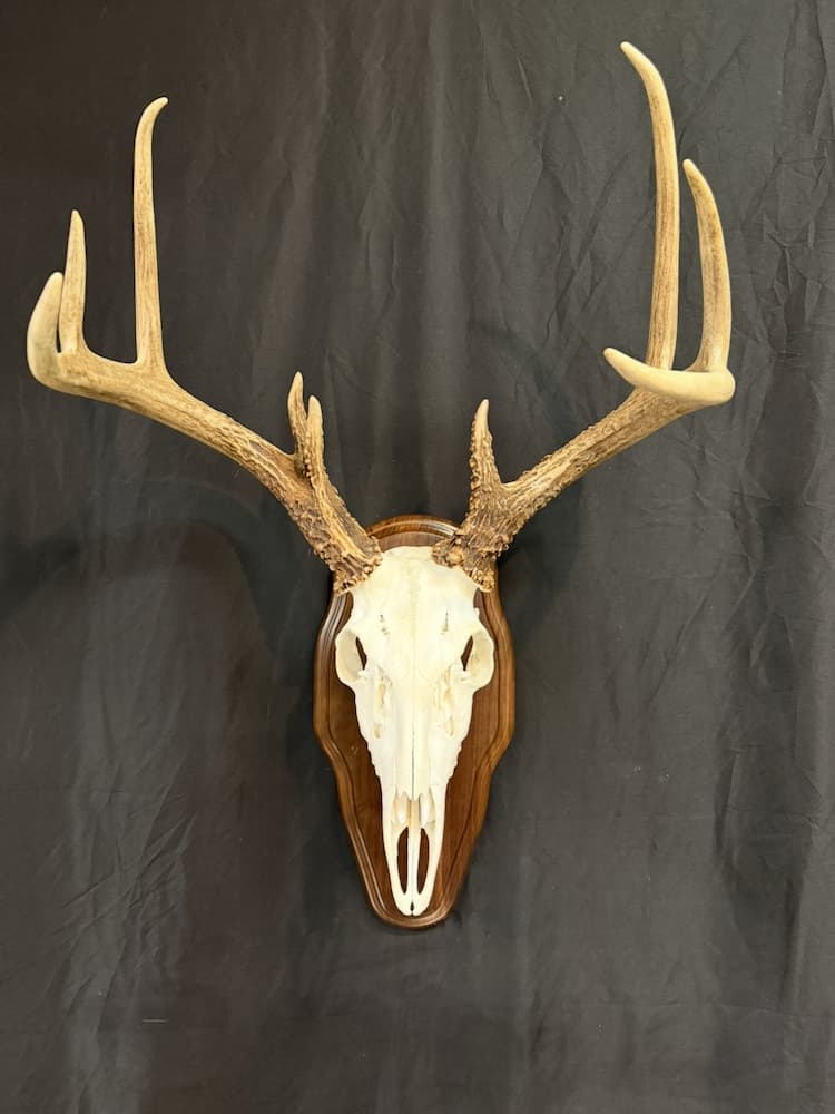 European deer skull on pedestal