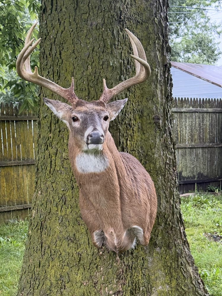 Experienced deer taxidermist at work
