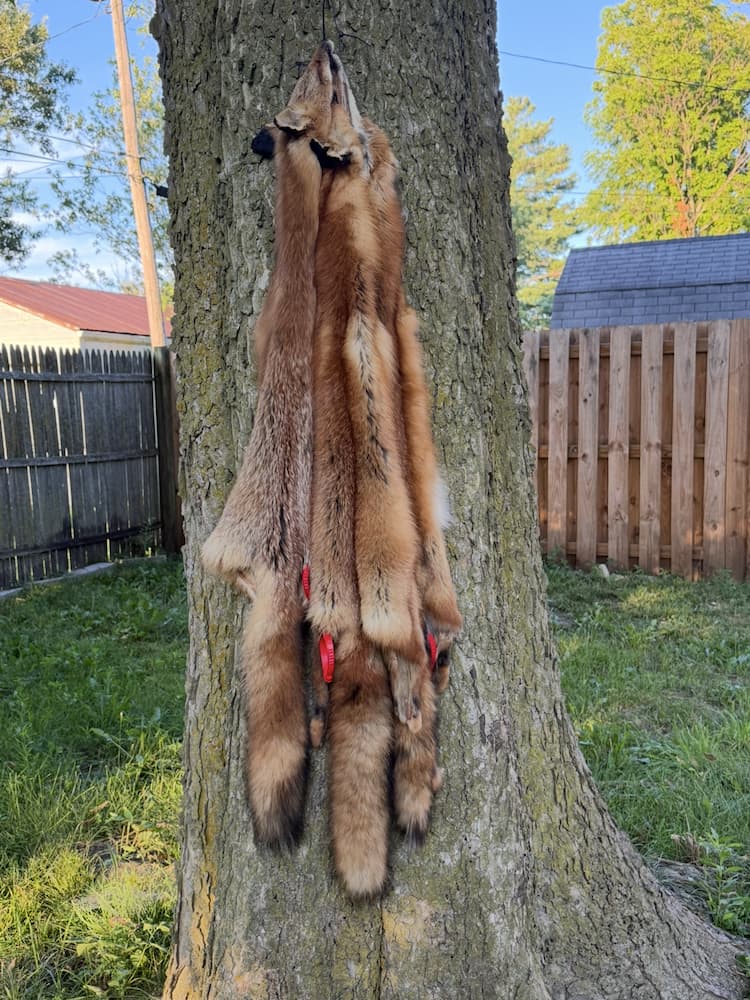 Fox skin tanning process