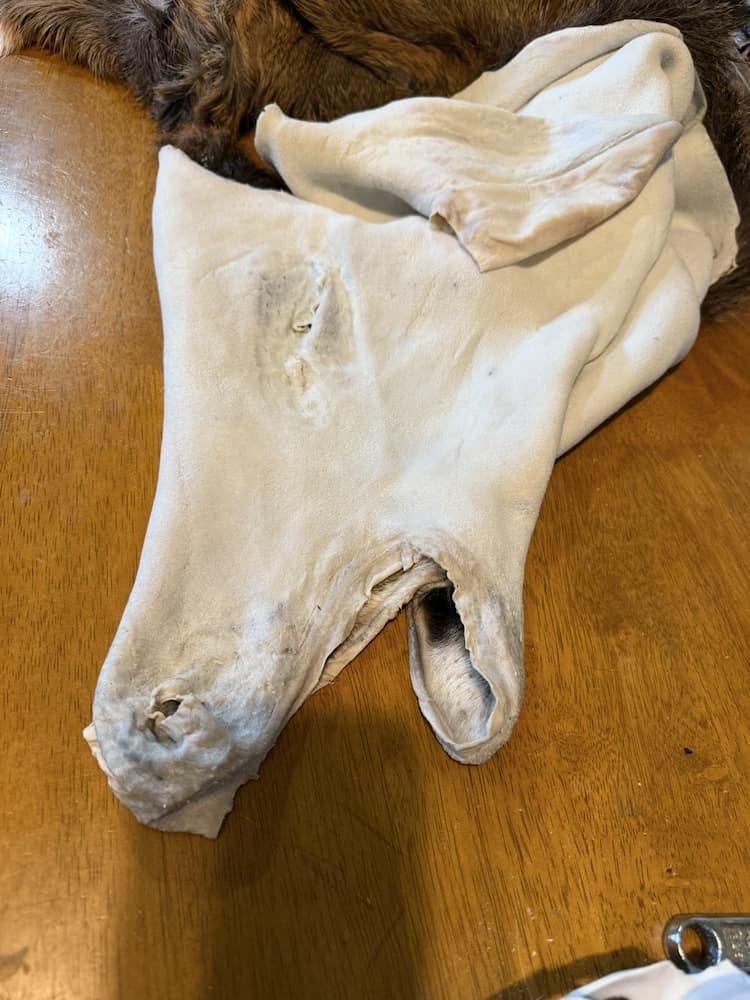 Taxidermy or tanning example 26