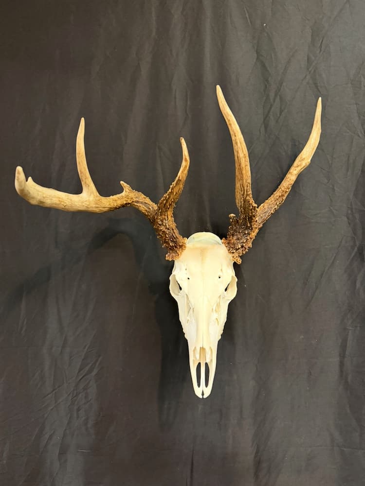 Non-typical whitetail European mount