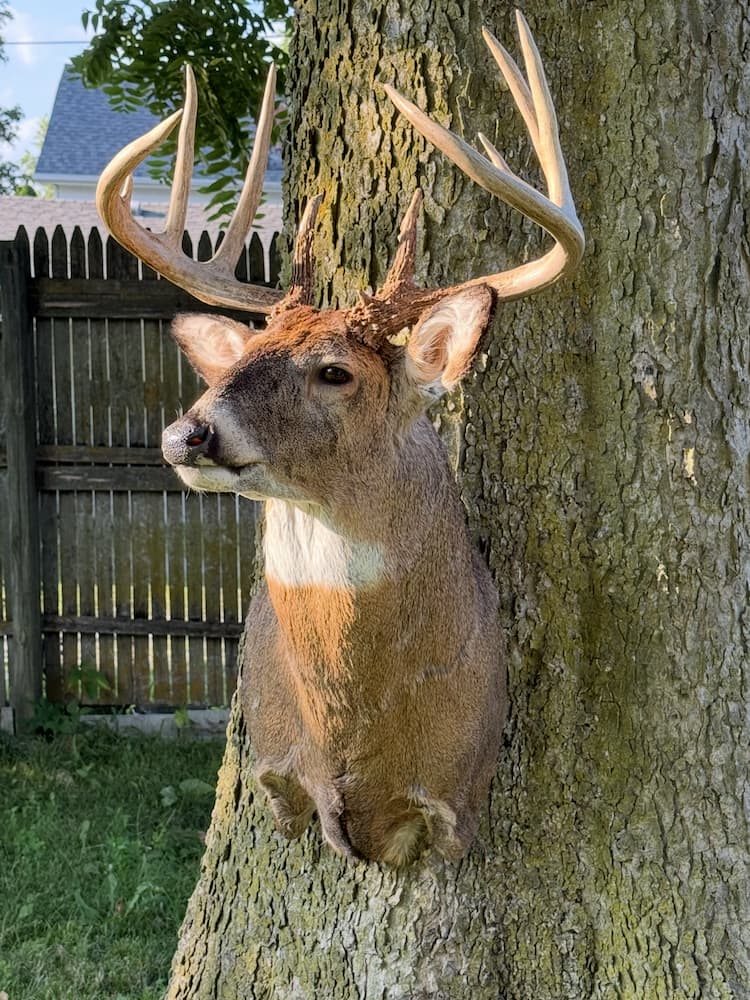 Taxidermy or tanning example 28