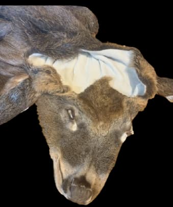 Professional Deer Tanning