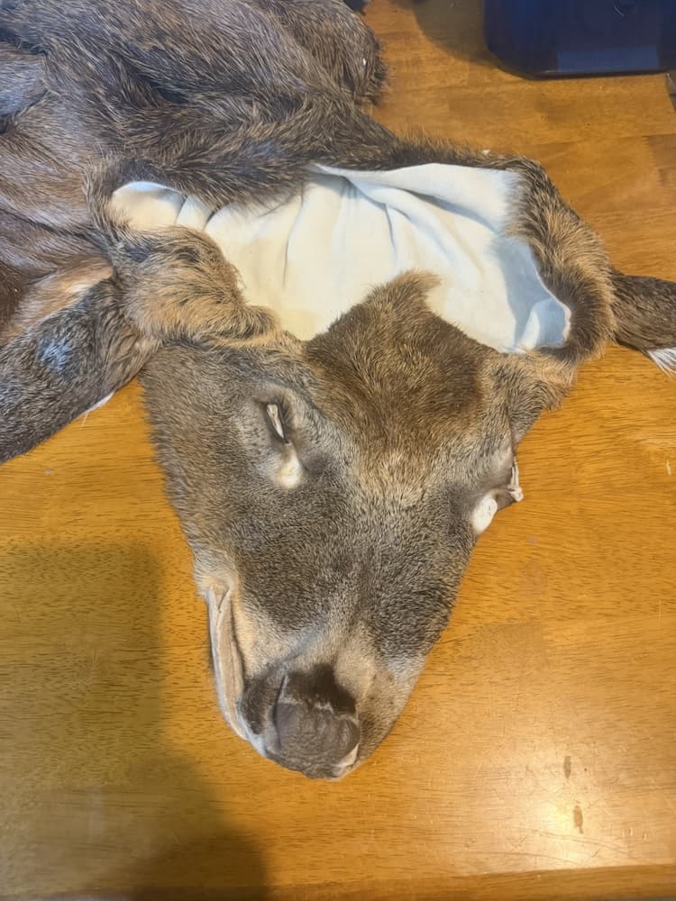 Taxidermy or tanning example 29