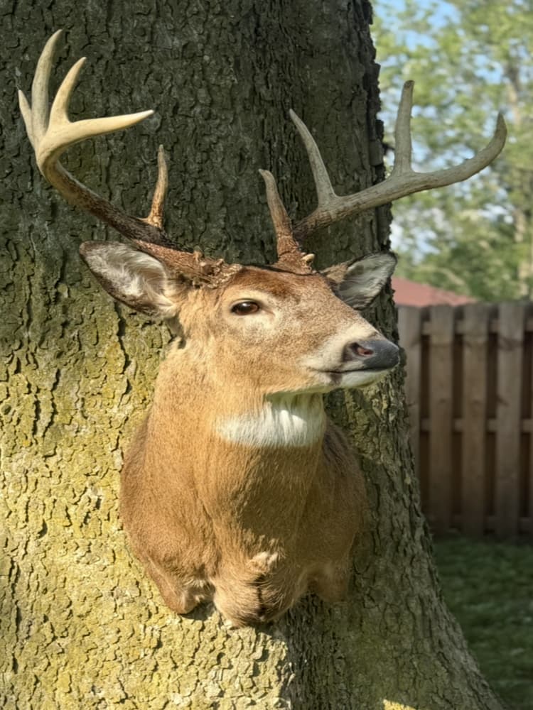 Taxidermy or tanning example 30