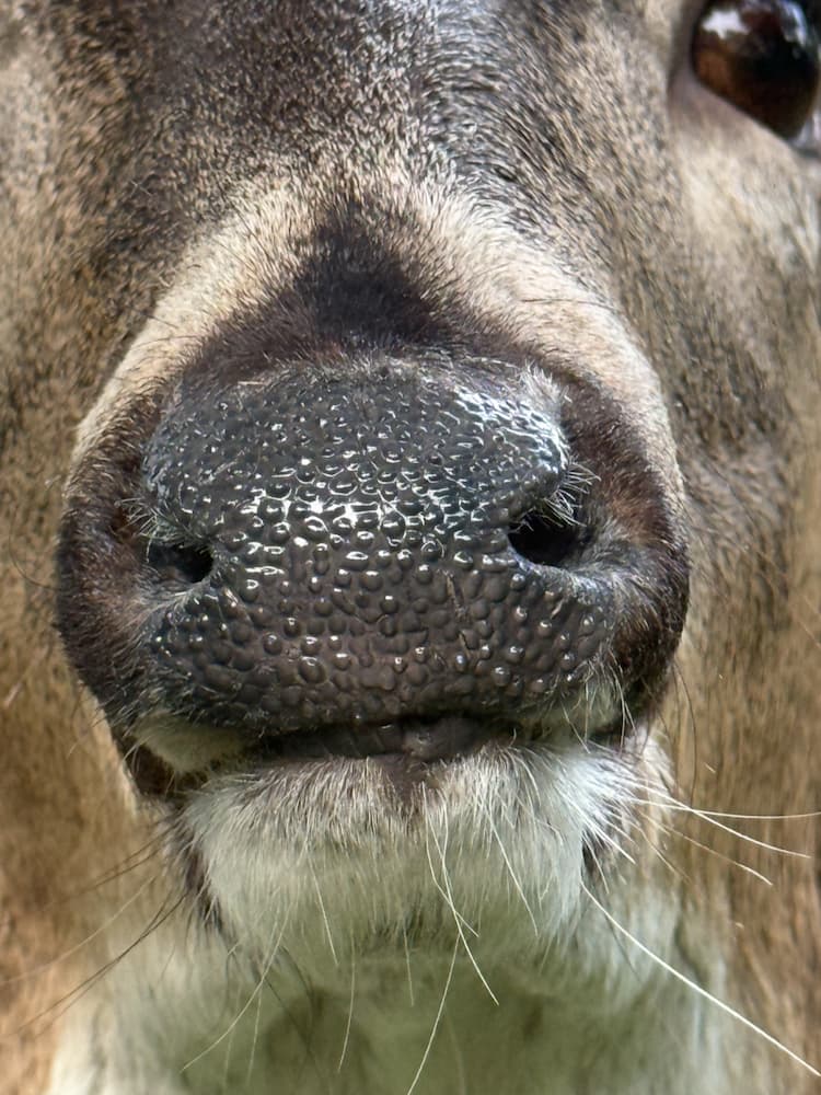 Realistic deer nose taxidermy detail
