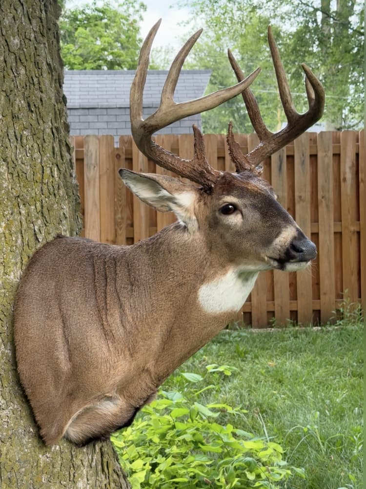 Realistic whitetail buck mount