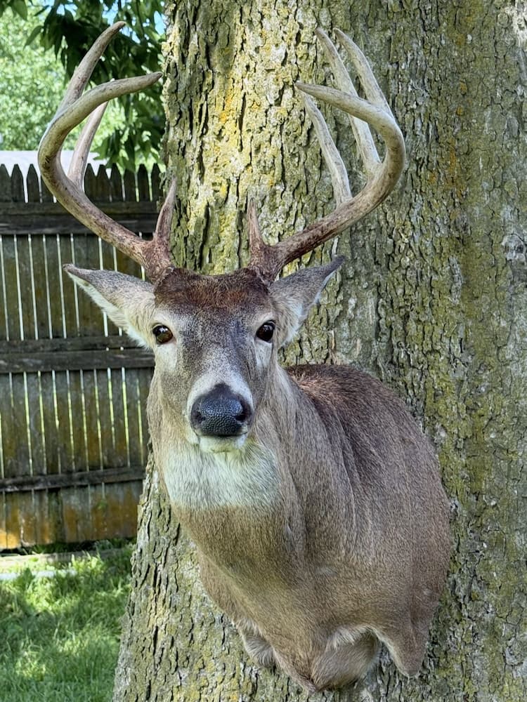 Realistic whitetail deer mount
