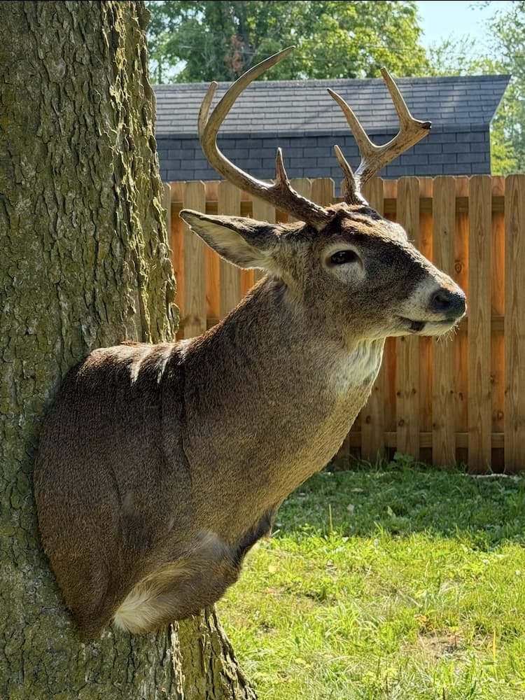 Shoulder mount of deer