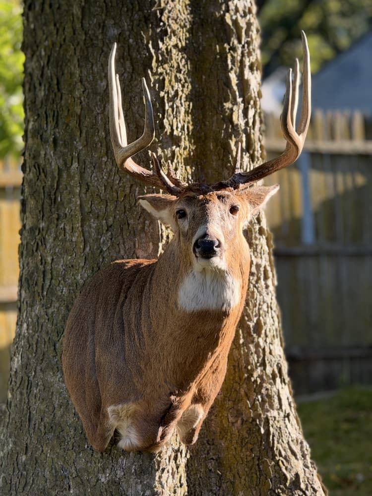 Taxidermy or tanning example 36