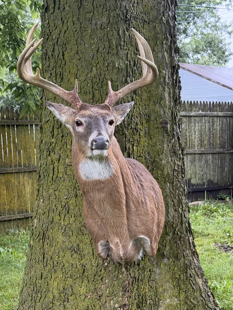 Taxidermy or tanning example 38