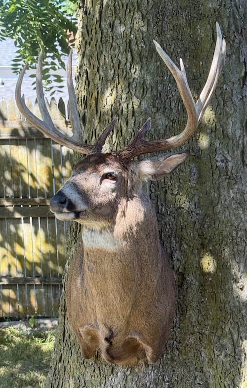 Taxidermy or tanning example 42