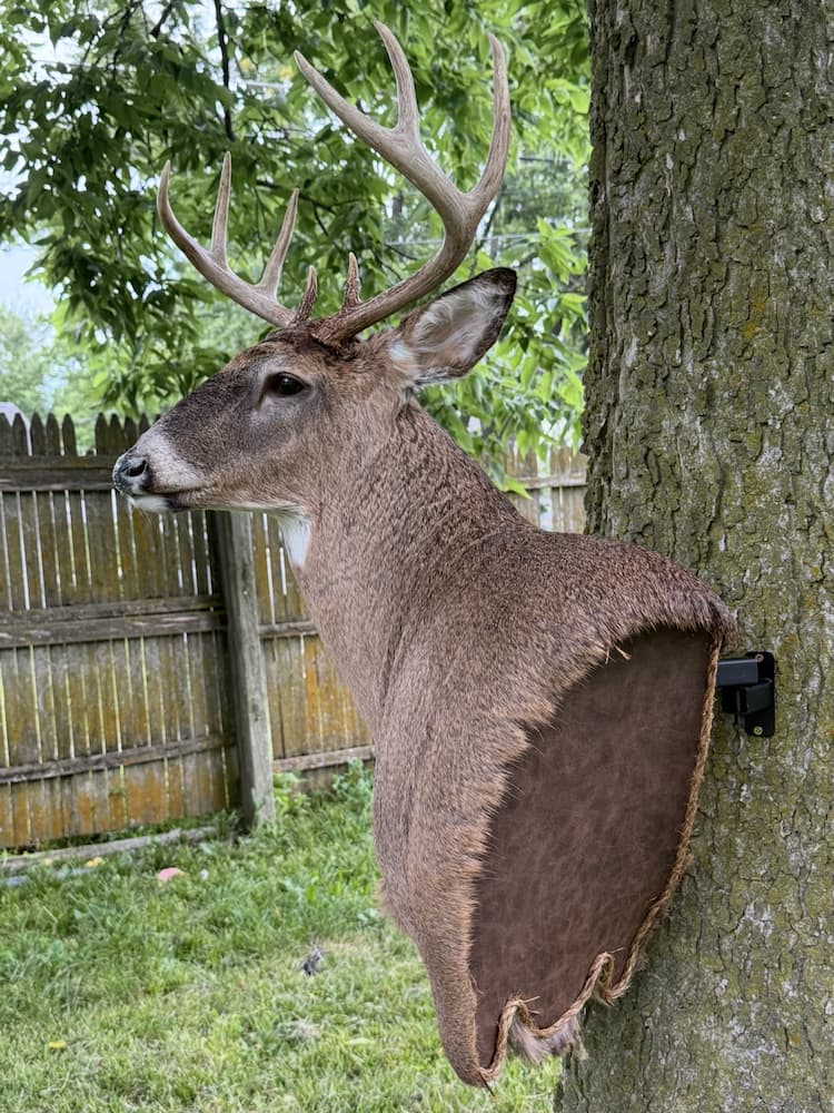 Taxidermy or tanning example 43
