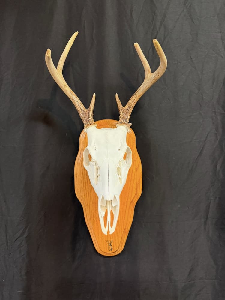 Taxidermy or tanning example 44